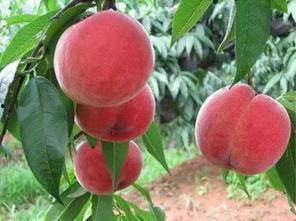 沈阳蜜桃事件吃瓜,揭秘背后真相与网络舆论风暴  第3张